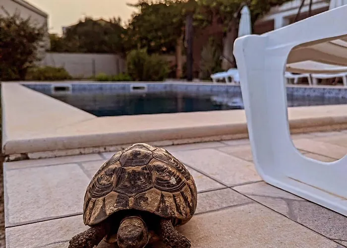 Darya - In A Orebić